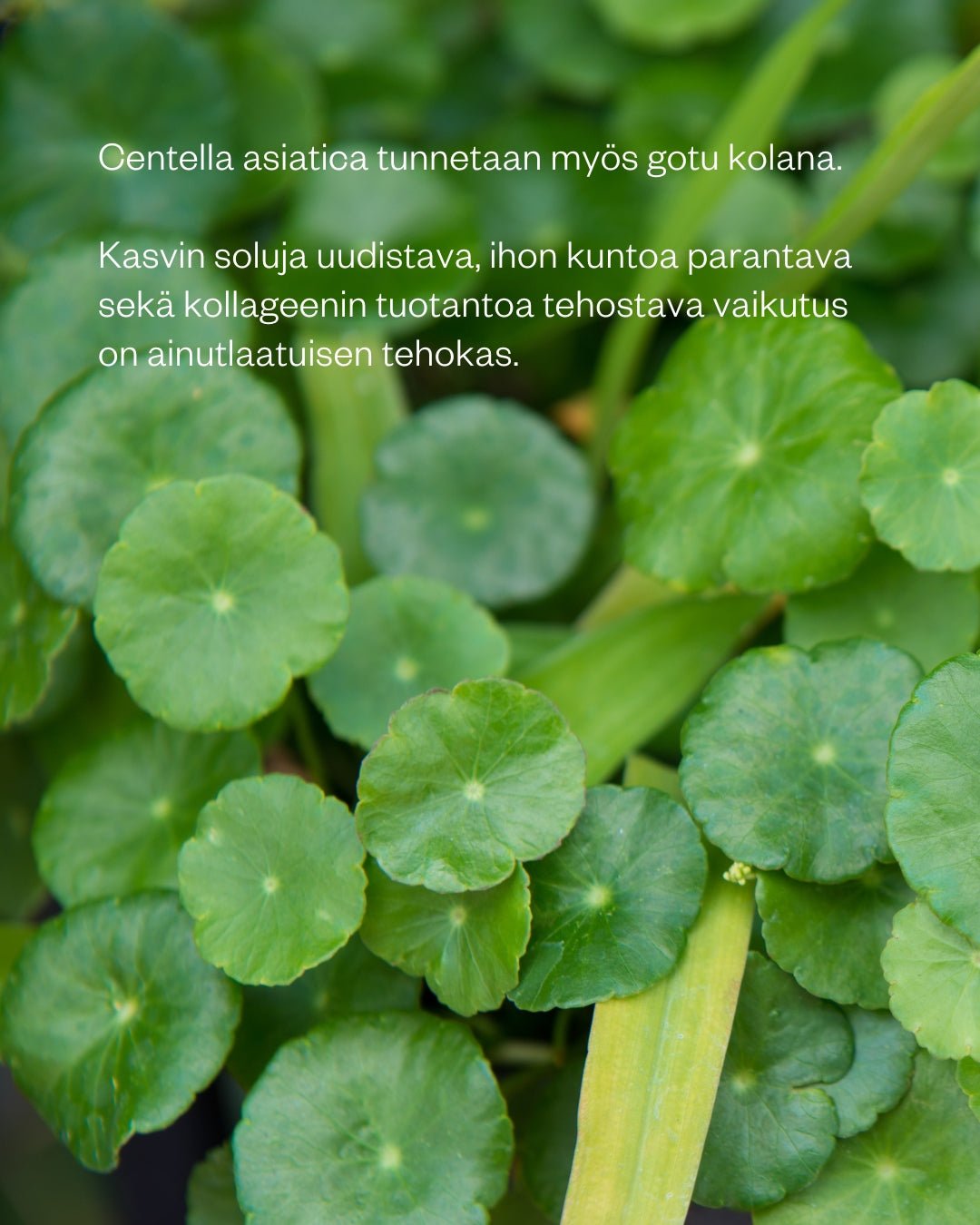 Flow Cosmetics Bilberry & Centella Moisture Cream 50ml - 4Organic Store (Luomukaista)