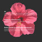 Charlotte Bio Kynsilakka 13, Rose Vintage, 10 ml - 4Organic Store (Luomukaista)