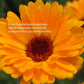 Flow Cosmetics Marigold Butter 130ml - 4Organic Store (Luomukaista)
