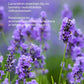 UUTUUS! Flow Cosmetics Lavender palasaippua - 4Organic Store (Luomukaista)